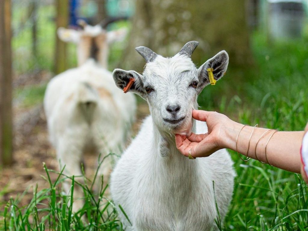 Meet our friendly miniature cashmere goats.   Photograph © The Courier, D C Thompson, 2025